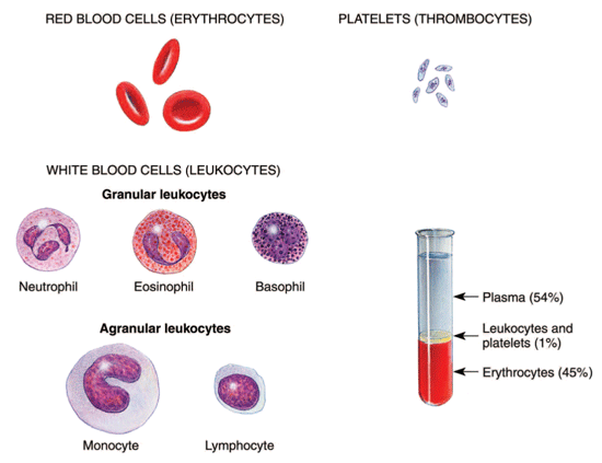 Composition of blood