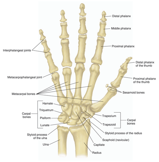Hand and finger joints
