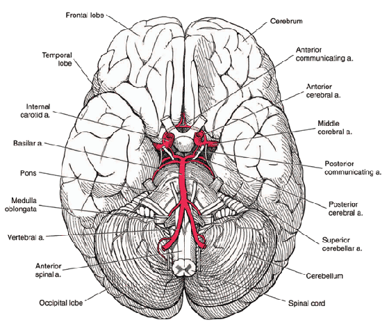 The base of the human brain